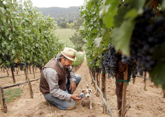 David Millstein and Gerald Richelson successfully obtained and defended a valuation of a minority shareholder interest in Hundred Acre Wine Estates. David Millstein and Gerald Richelson successfully obtained and defended a valuation of a minority shareholder interest in Hundred Acre Wine Estates.