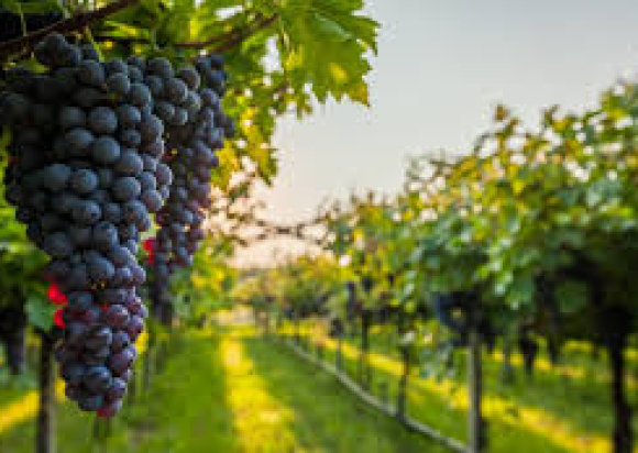 Vineyard Management Litigation Vineyard Management Litigation